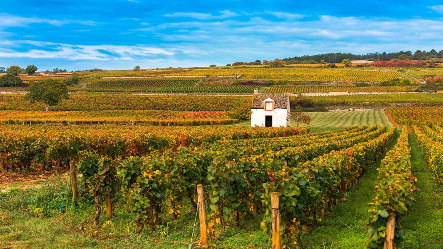 Viñedos en Burgundy, Francia