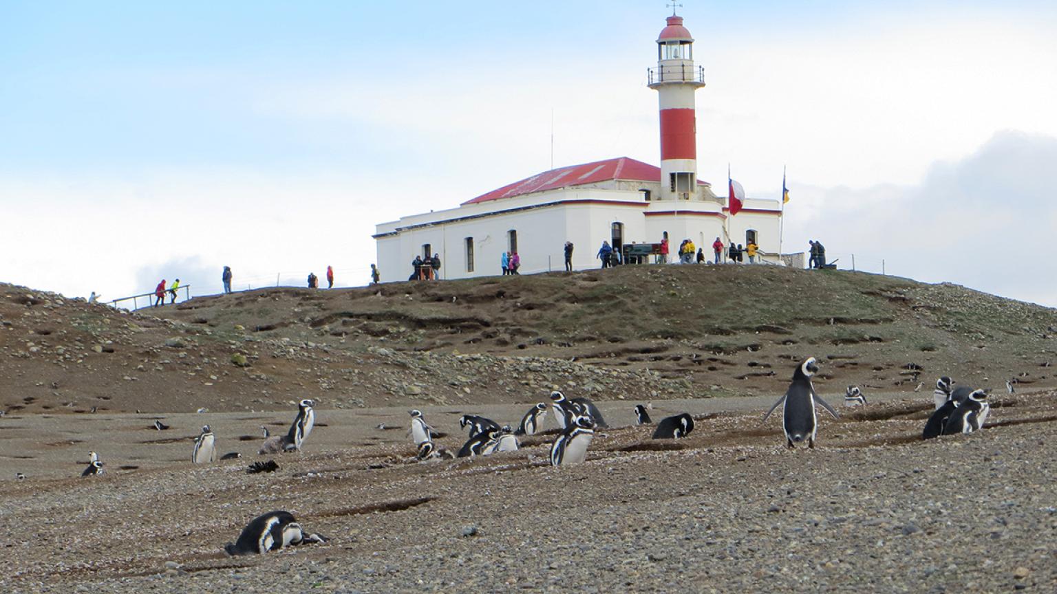 Isla Magdalena, Chile