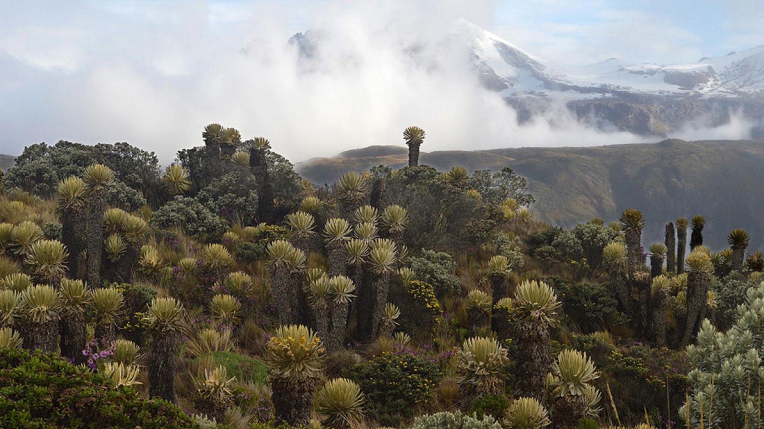 PNN Los Nevados, Colombia