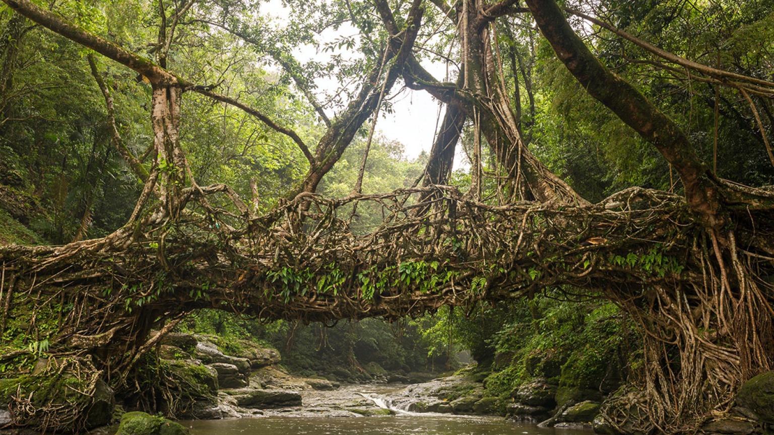 Puentes arbóreos de Meghalaya, Mawsynram y Cherrapunji, India