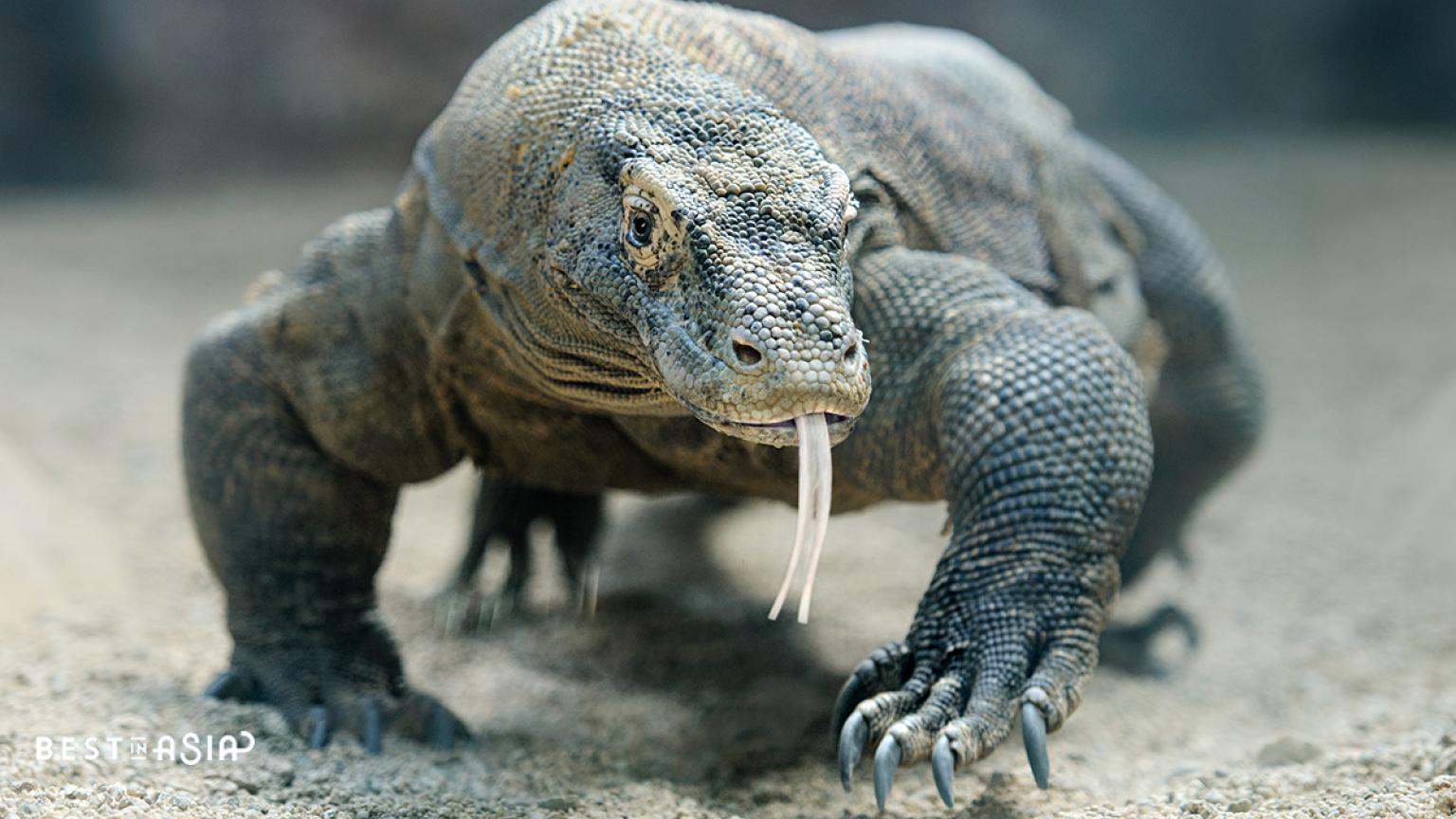 Dragón del Parque Nacional de Komodo, Indonesia