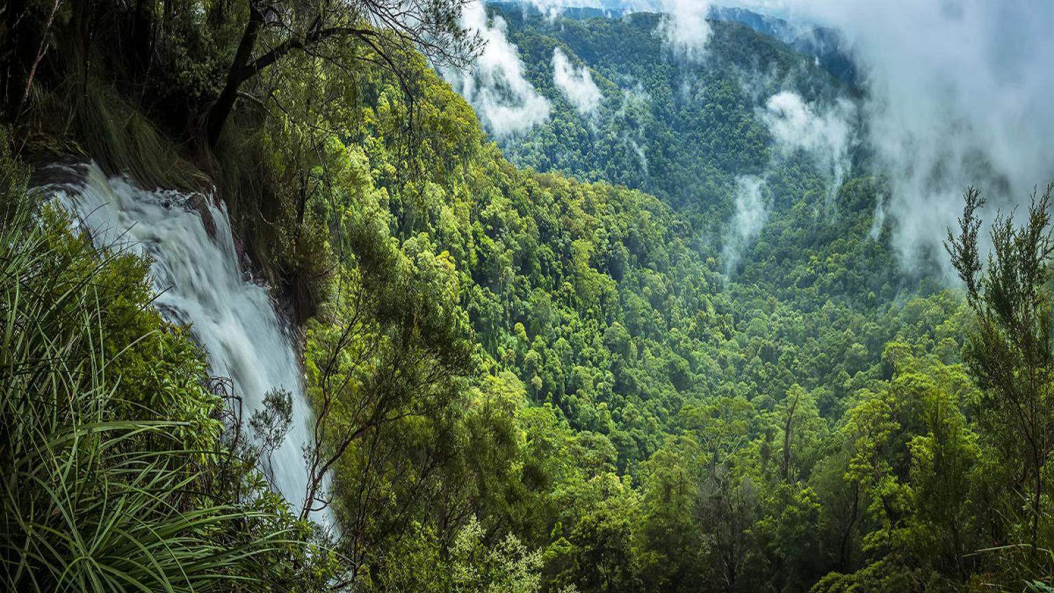 Goomoolahra falls, Springbrook National Park