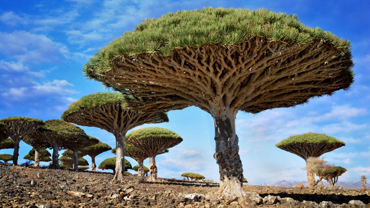 Socotra, Yemen