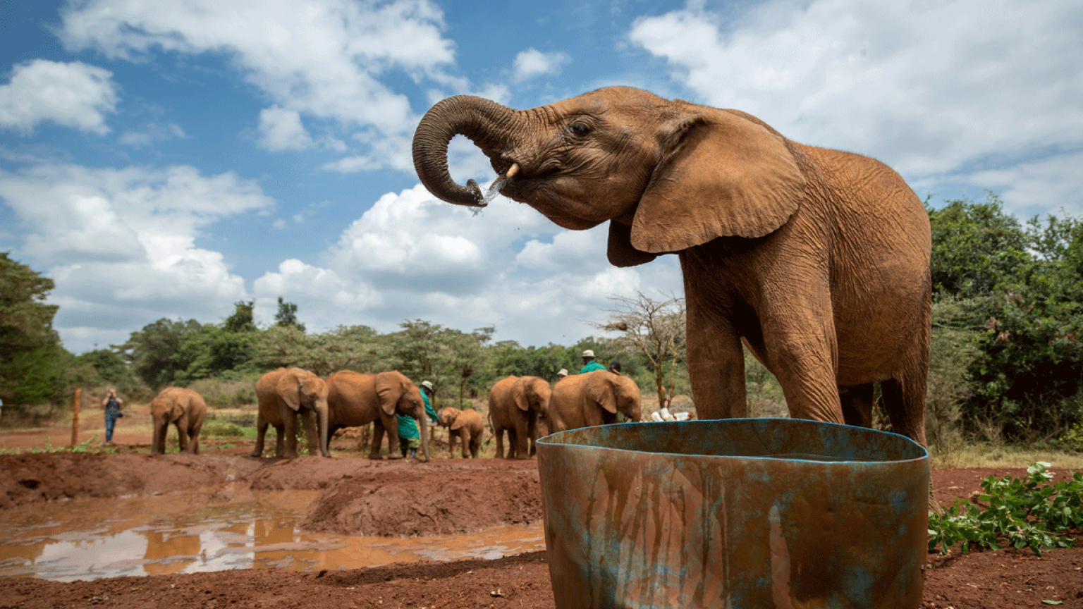 Elefantes en Sheldrick Trust Elephant Orphans Project. 