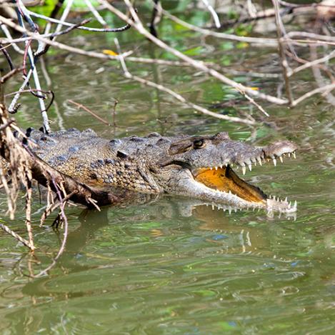 Cocodrilo en el río Negro, Jamaica