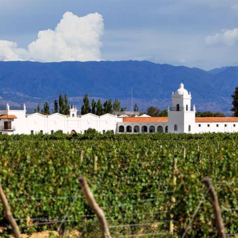 Viñedos en Mendoza, Argentina