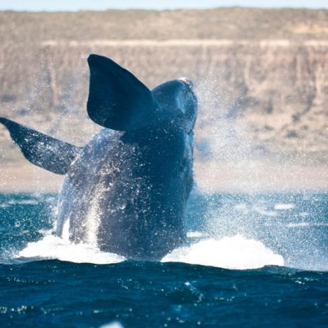 Puerto Madryn, Reserva Faunística Península Valdés, Argentina