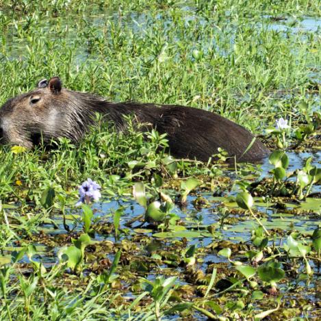 Capibara, Reserva Provincial Esteros del Iberá, Argentina