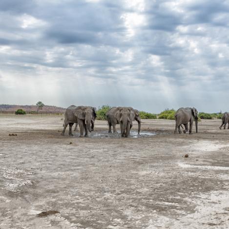 Parque Nacional del Chobe, Botsuana