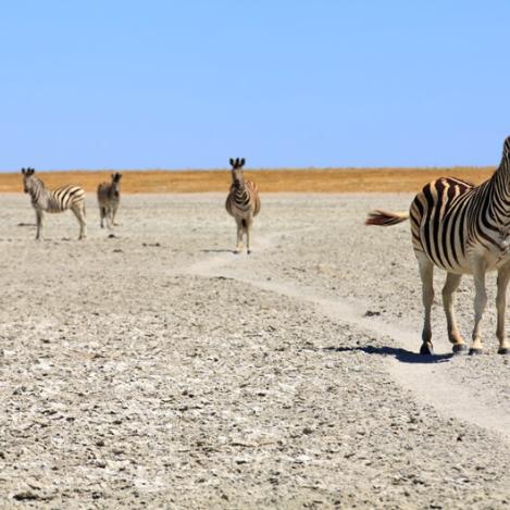 Parque Nacional Makgadikgadi, Botsuana