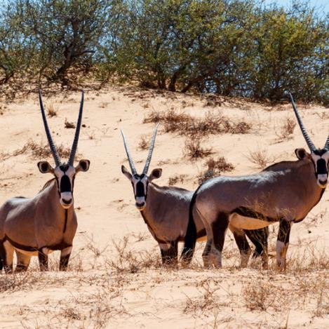 Parque Transfronterizo Kgalagadi, Botsuana