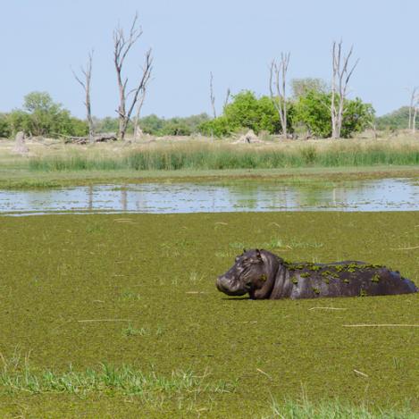 Reserva de Caza Moremi, Botsuana