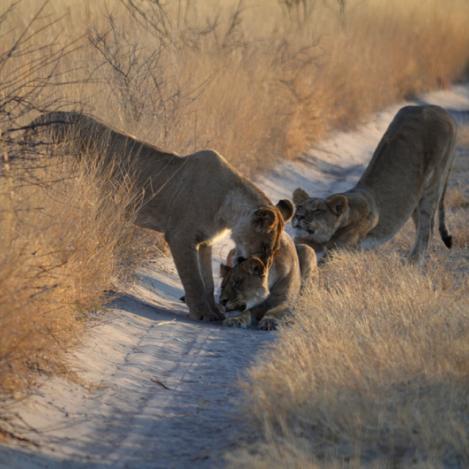 Reserva de Caza del Kalahari Central, Botsuana