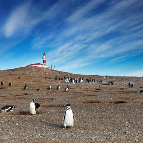 Isla Magdalena, Monumento Natural Los Pingüinos, Chile