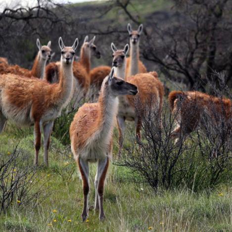 Guanacos, valle Chacabuco, Parque Nacional Patagonia, Chile