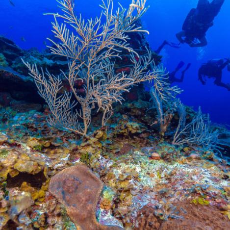 Submarinismo en el Caribe, Cuba