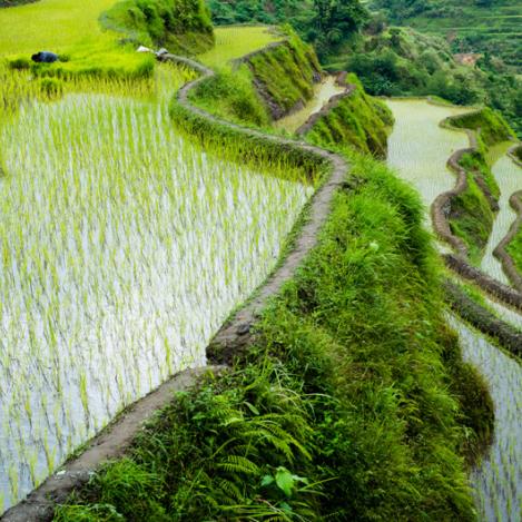 Bancales de arroz de Ifugao, Filipinas