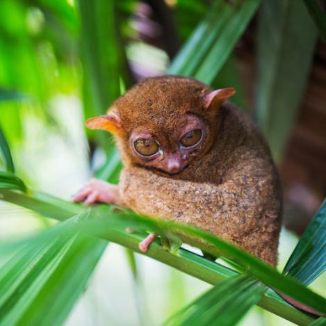 Fauna y flora de Bohol, Filipinas