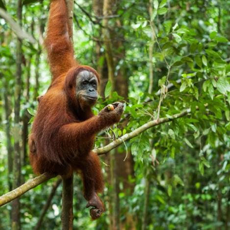 Parque Nacional de Gunung Leuser, Indonesia