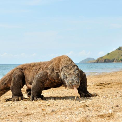 Parque Nacional de Komodo, Indonesia