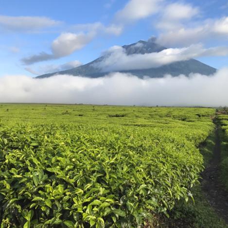 Valle de Kerinci, Indonesia