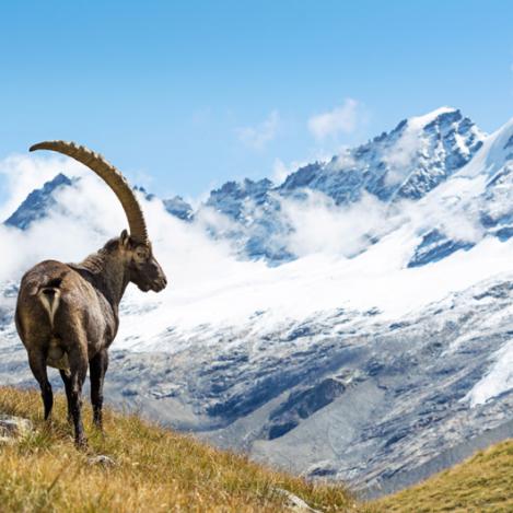 Parco Nazionale Gran Paradiso, Italia