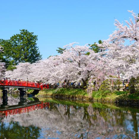 Floración de los cerezos en Hirosaki, Japón