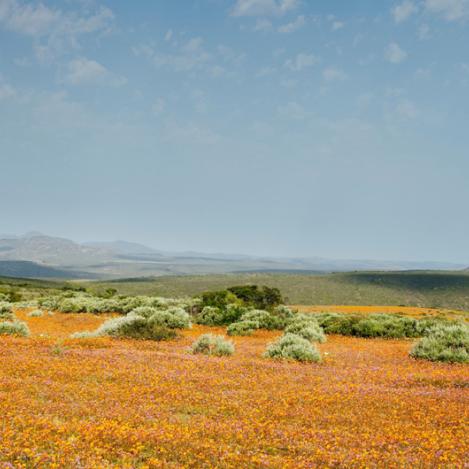 Flores silvestres de Namakwa, Sudáfrica