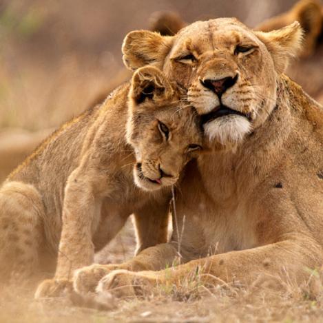 Parque Nacional Kruger, Sudáfrica