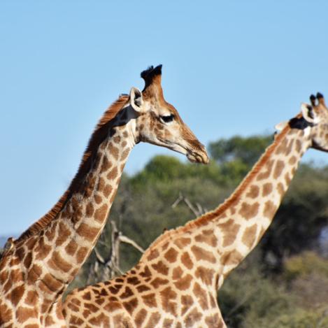 Reserva de Caza Madikwe, Sudáfrica