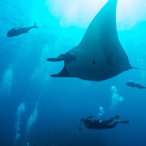 Parques nacionales marinos de las islas Surin y Similan, Tailandia