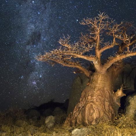 Safari de acampada, desierto del Kalahari, Botsuana