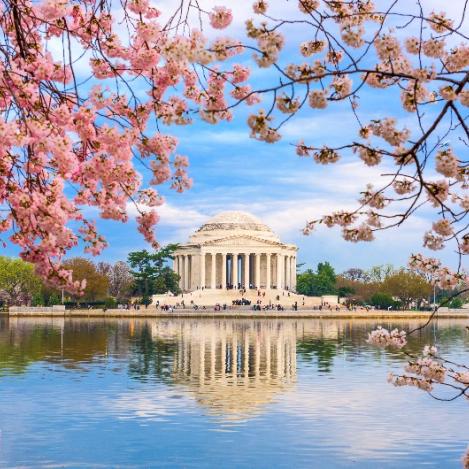 Monumento a Thomas Jefferson con cerezos en flor, Washington D.C., EE. UU.