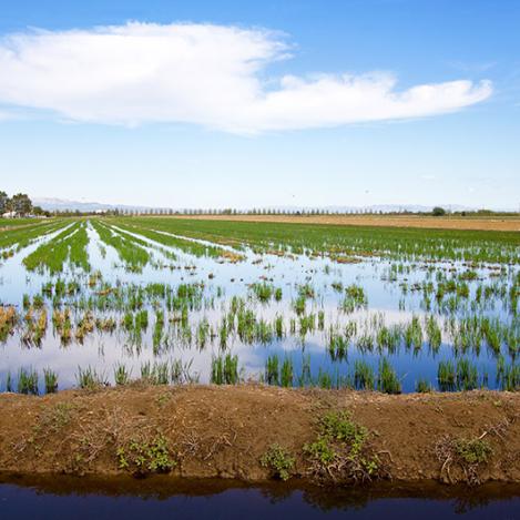 Arrozales del Delta del Ebro, Cataluña, España