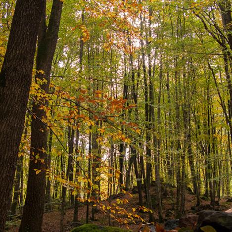 Fageda d’en Jordà, Cataluña, España