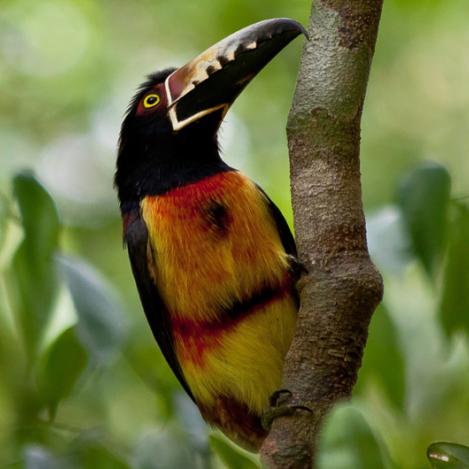 Quetzal, El Petén, Guatemala