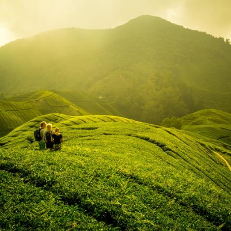 Cameron Highlands, Malasia