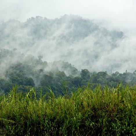 Gunung Mulu National Park, Kelabit Highlands, Borneo, Malasia