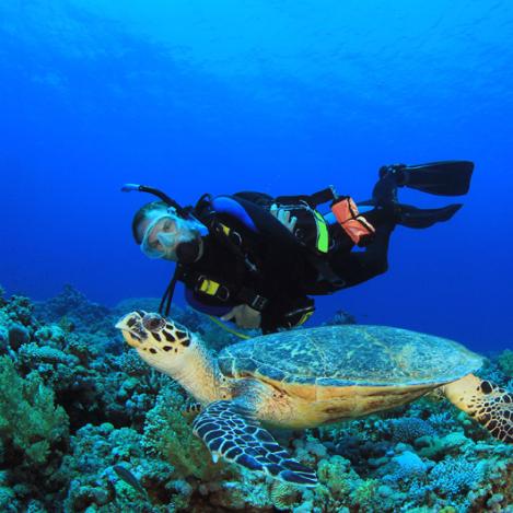 Submarinismo, Pulau Sipadan, Malasia