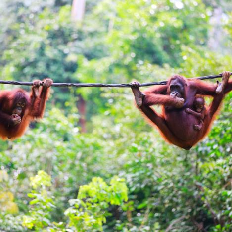 Centro de Rehabilitación de Orangutanes de Sepilok, Malasia