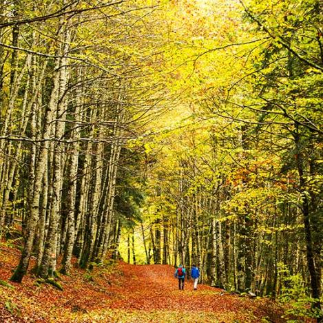 Selva de Irarti, Navarra, España