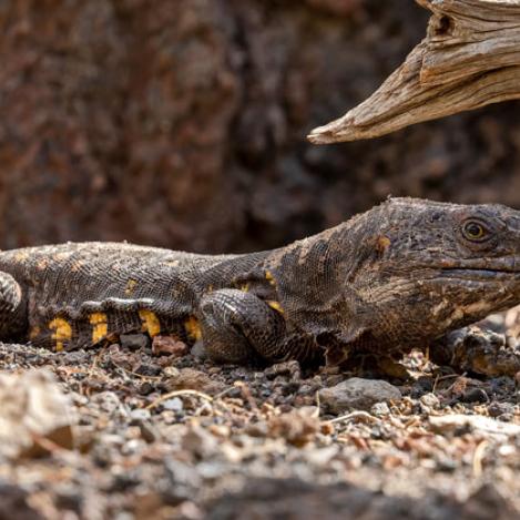 Lagarto gigante de El Hierro.