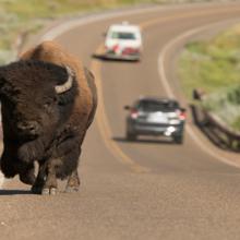 Carretera y bisonte, Estados Unidos