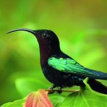 Colibrí, Dominica