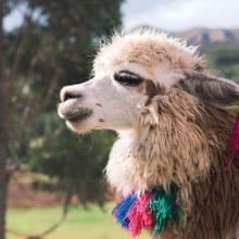 En Choquequirao, Perú, se encuentran creaciones en piedra que representan a las llamas