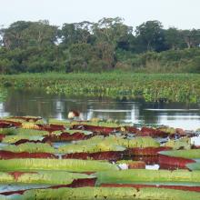 El Pantanal, Brasil 