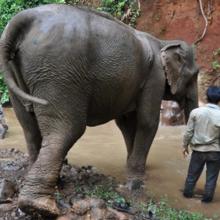 Pasear en elefante, Camboya