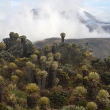 PNN Los Nevados, Colombia