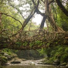 Puentes arbóreos de Meghalaya, Mawsynram y Cherrapunji, India