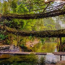 Puentes vivientes de Meghalaya, India